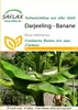 SAFLAX - Darjeeling - Banan - 5 Nasiona - Musa sikkimensis Podgląd zdjęcia produktu 7