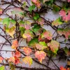 A close-up view of ivy leaves with autumn colors against a textured wall. Produktbild-Vorschau