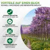 Paulownia "Nordmax 21" Blauglockenbaum im 15 cm Topf Produktbild-Vorschau 4