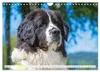 Traumhund Landseer (Wandkalender 2027 DIN A4 quer), Produktbild-Vorschau 9