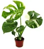 Monstera "Thai-Constellation" - vzorovaný okenný list - Náhľad obrázku produktu 4