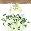 Keimsprossen Senf (200 g) |Keimsprossen von FLORTUS Produktbild-Vorschau 5