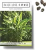 Darjeeling Bananen Samen (Musa sikkimensis) - Winterharte Produktbild-Vorschau 1