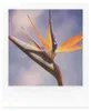 Polaroid 6004, 8 Stück(e), Niederlande, 100 mm, 18 mm, 124 Produktbild-Vorschau 7