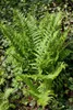 Dryopteris affinis, Goldschuppenfarn, ca. 9x9 cm Topf Produktbild-Vorschau 3