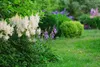 Stauden Gänge 1 x Astilbe arendsii 'Deutschland' - Produktbild-Vorschau 6