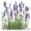 6 Pflanzen Lavandula angustifolia Staude Lavendel Produktbild-Vorschau 1