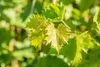 Close-up of young grape leaves on a vine. Produktbild-Vorschau