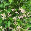 Sternjasmin 2er Set Rosa - Stern von Sizilien - Produktbild-Vorschau 4