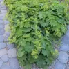 Plants by Frank | 12 Frauenmantel Pflanzen | Alchemilla Produktbild-Vorschau 3