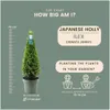 Plants by Frank | Pyramide de houx du Japon | Ilex crenata Voir les images du produit 4