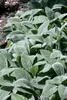 Stachys byzantina, Wollziest, silbrig, ca. 9x9 cm Topf Produktbild-Vorschau 6