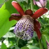 Passiflora alata (Passiflora alata)  - 5 semi Anteprima dell’immagine prodotto 1