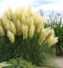A large clump of pampas grass with feathery plumes in cream and green foliage, set against a cloudy sky and other greenery. Produktbild-Vorschau
