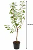 Süßkirsche ‘Regina’ 100–120 cm – Prunus avium dunkelrote Produktbild-Vorschau 5