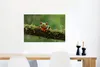 MuchoWow® Poster Rotäugiger Quecksilberfrosch auf Produktbild-Vorschau 5