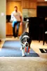Chuckit! giocattolo per cuccioli Indoor Roller 13cm Anteprima dell’immagine prodotto 5