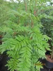 Sorbus aucuparia Autumn Spire (R) - Herbst-Eberesche Autumn Produktbild-Vorschau 2
