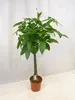 [Palmenlager] - XL Pachira aquatica 170 cm - Produktbild-Vorschau 1