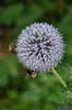 6 x Echinops rit. 'Veitch's Blue' - chardon globe - pot 9 x Voir les images du produit 3