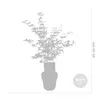 Acer shirasawanum \'Moonrise\' - Japanischer Ahorn - Produktbild-Vorschau 2
