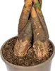 Pachira Aquatica con cesto in vimini - Altezza 120-140cm - Anteprima dell’immagine prodotto 2