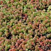 6 x Orpin rouge  - Sedum album « Coral Carpet »  | Pot 9 cm Voir les images du produit 2