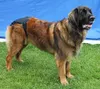 Hondennappy voor Vrouwelijke Honden XXXL met 2 Wasbare Pads Productafbeelding-voorbeeld 2