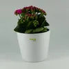 A potted plant with pink flowers in a white ceramic pot. Produktbild-Vorschau