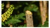 BOSCH Home & Garden 06008B2102 BOSCH Home & Garden Productafbeelding-voorbeeld 5