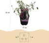 Green boutiQ - Vlinderstruik - Buddleja davidii Tricolour - Voir les images du produit 5