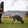 Non-stop dogwear Hundegeschirr Line Harness WD oliv, Größe: Produktbild-Vorschau 2