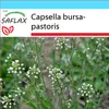 SAFLAX Darčeková sada - pastierska kabelka - Capsella Náhľad obrázku produktu 10