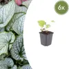 Brunnera macr. 'Jack Frost' | 6 sztuk - 10-25cm - Ø9cm - Podgląd zdjęcia produktu 1
