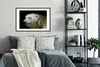 MuchoWow® MuchoWow® Gerahmtes Poster Nahaufnahme Eisbär Produktbild-Vorschau 2