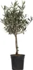 A potted olive tree against a white background. Produktbild-Vorschau