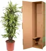 Drzewo smocze Dracaena Lemon Lime - wysokosc 150cm - Podgląd zdjęcia produktu 3