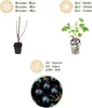 GreenboutiQ - Obstpflanzen - Jostabes - Ribes Jostabes - Produktbild-Vorschau 4
