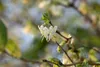 Lonicera purpusii, Wintergeißblatt, cremeweiße Blüten, Produktbild-Vorschau 3