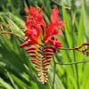 6 x Monbretie  - Crocosmia 'Lucifer'  | Topf 9cm x 9cm Produktbild-Vorschau 2