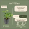 Plants by Frank | 48 Plantes de pachysandre | Pachysandra Voir les images du produit 4