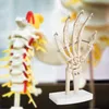 Anatomie Skelett Mensch Modell Skelett Hand Lebensgroß Produktbild-Vorschau 6