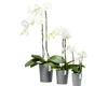 Ecopots Morinda Orchid 17 Blumentopf - L 17,1 cm x H 19,5 Produktbild-Vorschau 8