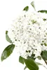 Viburnum burkwoodii, Duft-Schneeball, immergrün, 60–80 cm Produktbild-Vorschau 3