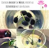 Lotus Samen winterhart (Nelumbo nucifera) - Indische Produktbild-Vorschau 4