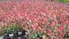 1 Stück, 20-25cm, Topf 9cm, Glanzmispel Photinia fraseri Produktbild-Vorschau 4