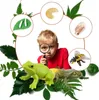 Set del ciclo di vita degli insetti, fasi degli insetti, Anteprima dell’immagine prodotto 3