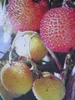 Arbutus unedo - Erdbeerbaum - 30-40 Produktbild-Vorschau 2