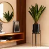 Green boutiQ - Zimmerpflanze - Cycas revoluta - Palmfarn - Produktbild-Vorschau 5