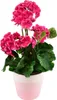 Rosa Geranie im Keramiktopf 40×25 cm Produktbild-Vorschau 3
